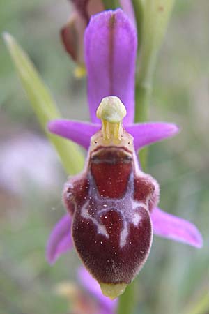 Ophrys delphinensis \ Delphi-Ragwurz / Delphi Orchid, GR  Peloponnes, Zarouchla Tal / Valley 19.5.2008 