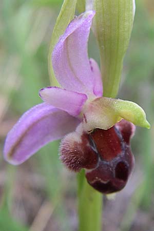 Ophrys delphinensis \ Delphi-Ragwurz / Delphi Orchid, GR  Peloponnes, Zarouchla Tal / Valley 19.5.2008 