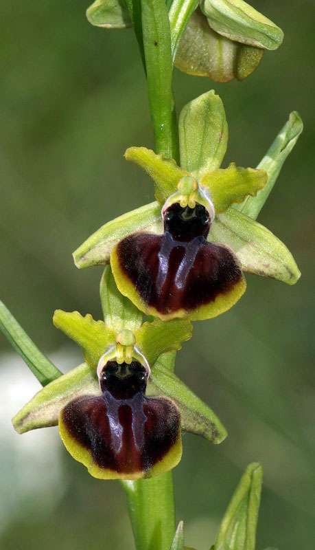 Ophrys epirotica \ Epirus-Ragwurz, GR  Kastoria 4.6.2011 (Photo: Zissis Antonopoulos)