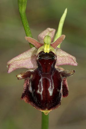 Ophrys epirotica x cerastes, GR   Edessa 22.5.2011 (Photo: Zissis Antonopoulos)