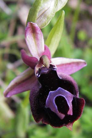 Ophrys ferrum-equinum / Horseshoe Orchid, GR  Peloponnes, Militsa 29.3.2013 