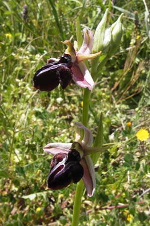 Ophrys spruneri \ Spruners Ragwurz, GR  Peloponnes, Gramousa 1.4.2013 