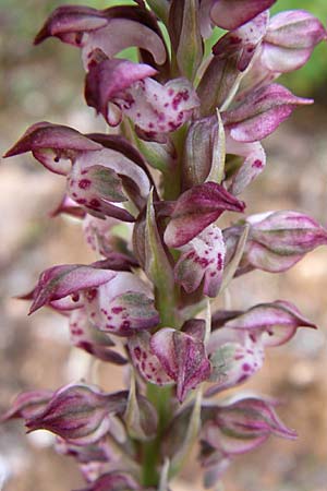 Anacamptis coriophora subsp. fragrans \ Wohlriechendes Knabenkraut, GR  Hymettos 21.5.2008 