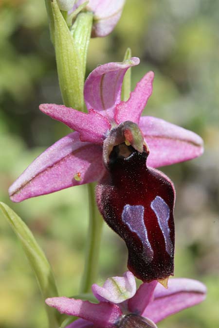 Ophrys gottfriediana \ Gottfried Kellers Ragwurz / Gottfried Keller's Bee Orchid (?), GR  Kythira, Paleopolis - Aroniadika 28.3.2014 (Photo: Jan & Liesbeth Essink)