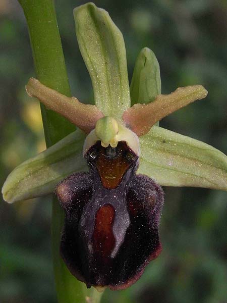 Ophrys grammica \ Grammos-Ragwurz / Grammos Orchid, GR  Epirus 4.4.2009 (Photo: Helmut Presser)