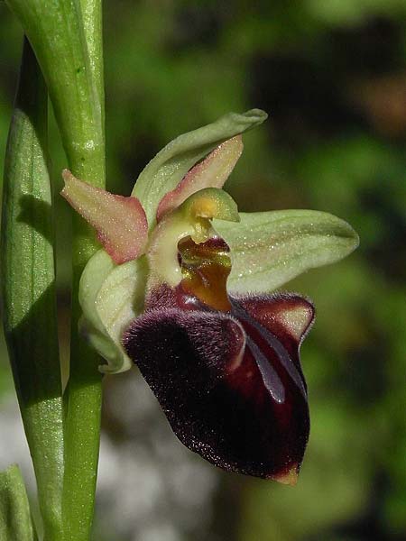 Ophrys grammica \ Grammos-Ragwurz / Grammos Orchid, GR  Parnon 10.4.2009 (Photo: Helmut Presser)