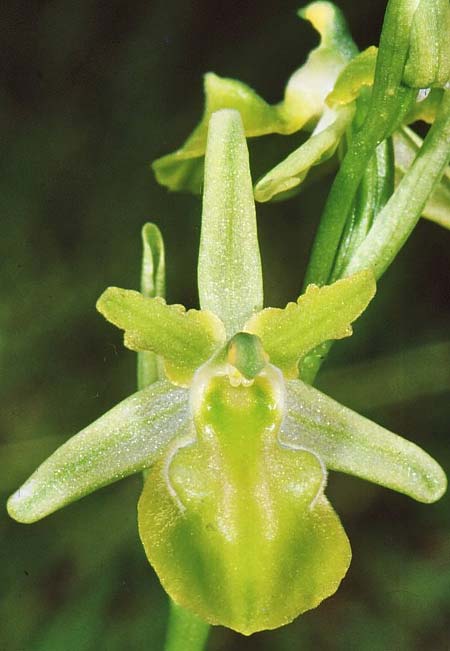 Ophrys grammica farbvariante_color-variant \ Grammos-Ragwurz / Grammos Orchid, GR  Aj. Paraskevi 6.6.2007 (Photo: Jan & Liesbeth Essink)