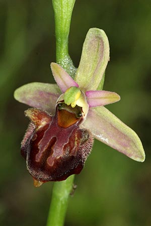 Ophrys grammica x cerastes, GR   Kozani 22.5.2011 (Photo: Zissis Antonopoulos)