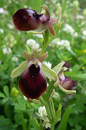 Ophrys helenae \ Helenas Ragwurz / Helena's Bee Orchid, GR  Dodoni 14.5.2008 