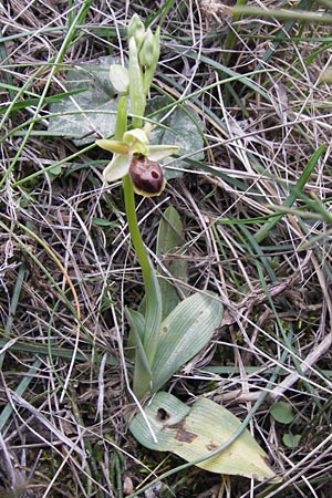 Ophrys hebes \ Hebes-Ragwurz, GR  Peloponnes, Kosmas 31.3.2013 