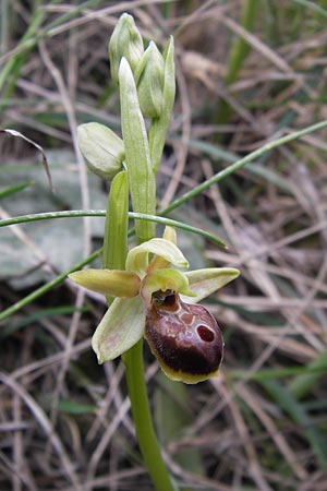 Ophrys hebes \ Hebes-Ragwurz / Hebes Bee Orchid, GR  Peloponnes, Kosmas 31.3.2013 