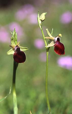Ophrys helenae \ Helenas Ragwurz / Helena's Bee Orchid, GR  Arta 19.4.2003 (Photo: Helmut Presser)