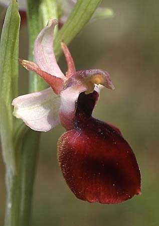 Ophrys helenae \ Helenas Ragwurz, GR  Arta 19.4.2003 (Photo: Helmut Presser)