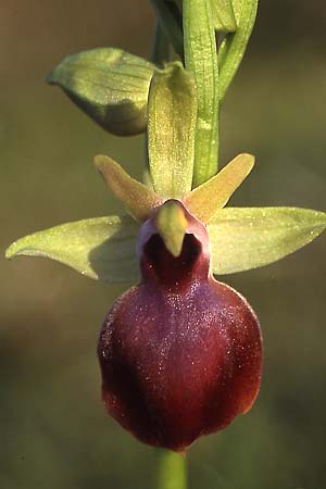 Ophrys helenae \ Helenas Ragwurz, GR  Arta 19.4.2003 (Photo: Helmut Presser)