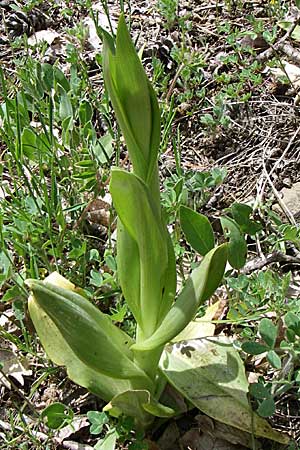 Himantoglossum caprinum \ Östliche Riemenzunge / Balkan Lizard Orchid, GR  Zagoria, Negades 18.5.2008 