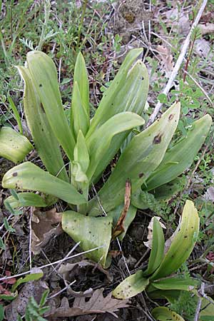 Himantoglossum caprinum \ Östliche Riemenzunge / Balkan Lizard Orchid, GR  Zagoria, Negades 18.5.2008 