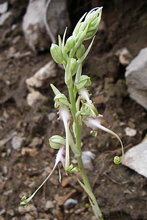 Himantoglossum caprinum \ Östliche Riemenzunge, GR  Zagoria, Negades 4.6.2008 