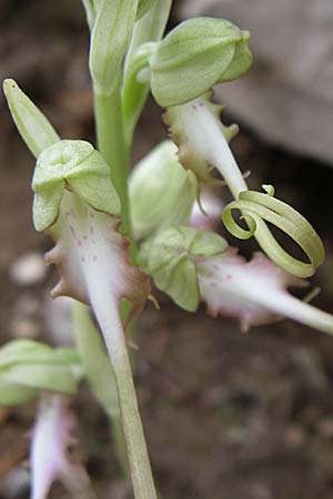 Himantoglossum caprinum \ Östliche Riemenzunge / Balkan Lizard Orchid, GR  Zagoria, Negades 4.6.2008 