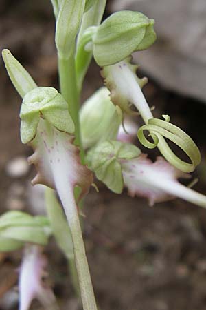 Himantoglossum caprinum \ Östliche Riemenzunge, GR  Zagoria, Negades 4.6.2008 