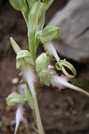 Himantoglossum caprinum \ Östliche Riemenzunge / Balkan Lizard Orchid, GR  Zagoria, Negades 4.6.2008 