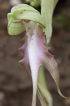 Himantoglossum caprinum \ Östliche Riemenzunge / Balkan Lizard Orchid, GR  Zagoria, Negades 4.6.2008 