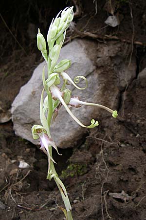 Himantoglossum caprinum \ Östliche Riemenzunge / Balkan Lizard Orchid, GR  Zagoria, Negades 4.6.2008 