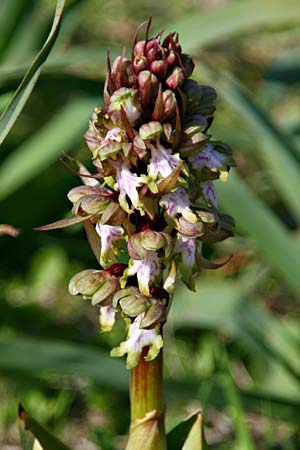 Barlia robertiana / Giant Orchid (eaten by animal?), GR  Akrokorinth 20.3.2012 (Photo: Gisela Nikolopoulou)