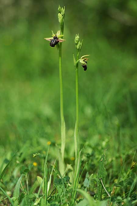 Ophrys hystera \ Spätblühende Busen-Ragwurz / Late Bosom Orchid, GR  Igoumenitsa 30.4.2022 (Photo: Helmut Presser)