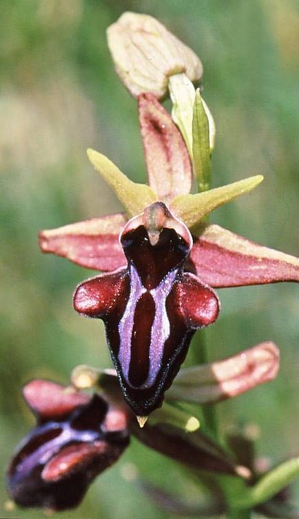 Ophrys hystera \ Spätblühende Busen-Ragwurz / Late Bosom Orchid, GR  Georgiani 25.5.2008 (Photo: Jan & Liesbeth Essink)