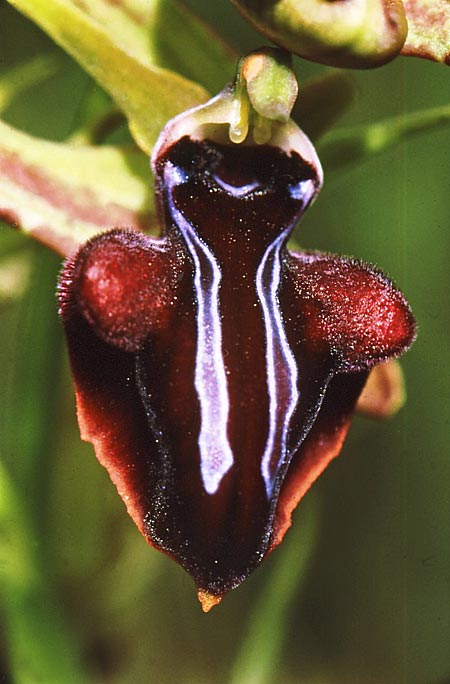 Ophrys hystera \ Spätblühende Busen-Ragwurz / Late Bosom Orchid, GR  Georgiani 25.5.2008 (Photo: Jan & Liesbeth Essink)