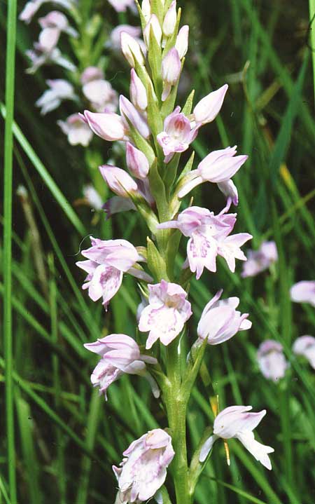 Dactylorhiza iberica \ Georgische Fingerwurz, Georgisches Knabenkraut, GR  Peka 18.6.1986 (Photo: Jan & Liesbeth Essink)