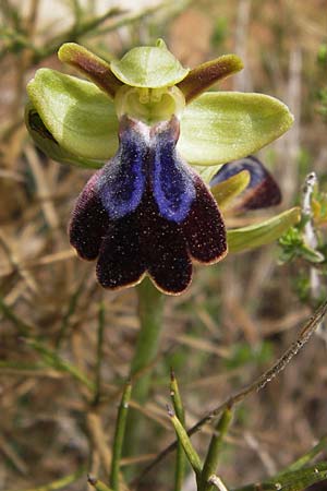 Ophrys iricolor \ Regenbogen-Ragwurz / Rainbow Bee Orchid, GR  Peloponnes, Kremasti 31.3.2013 