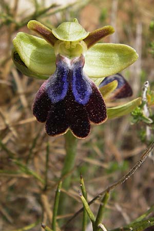 Ophrys iricolor \ Regenbogen-Ragwurz, GR  Peloponnes, Kremasti 31.3.2013 