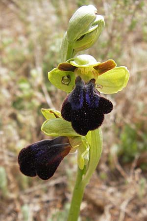 Ophrys iricolor \ Regenbogen-Ragwurz / Rainbow Bee Orchid, GR  Peloponnes, Kremasti 31.3.2013 