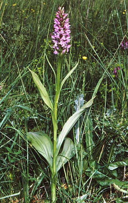 Dactylorhiza kalopissii \ Kalopissis' Fingerwurz, Kalopissis' Knabenkraut / Kalopissis' Orchid, GR  Kato Vermion 16.6.1988 (Photo: Jan & Liesbeth Essink)