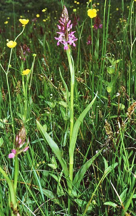 Dactylorhiza kalopissii \ Kalopissis' Fingerwurz, Kalopissis' Knabenkraut / Kalopissis' Orchid, GR  Mikropolis 2.6.1986 (Photo: Jan & Liesbeth Essink)