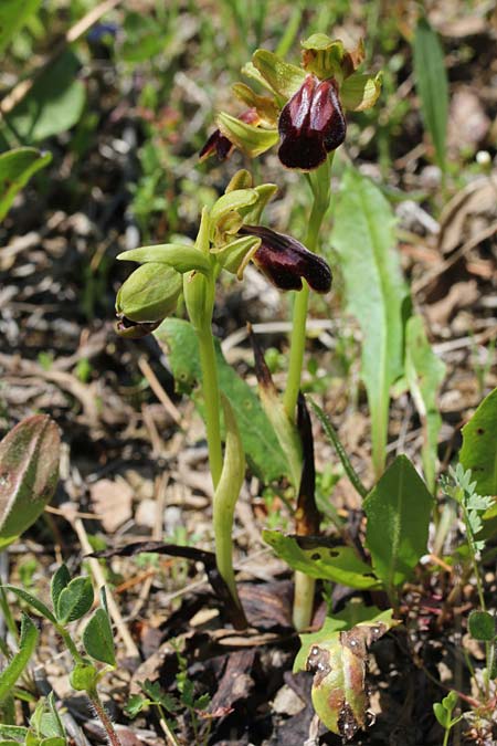 Ophrys kedra \ Zeder-Ragwurz / Cedar Orchid, GR  Kythira, Arei 15.4.2014 (Photo: Jan & Liesbeth Essink)