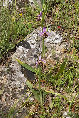 Ophrys lacaena \ Lakonia-Ragwurz, GR  Peloponnes, Gythio 30.3.2013 