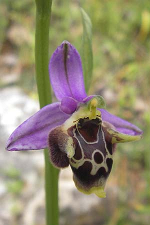 Ophrys lacaena \ Lakonia-Ragwurz, GR  Peloponnes, Gythio 30.3.2013 