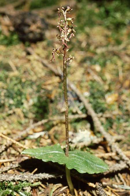 Listera cordata \ Kleines Zweiblatt, GR  Rhodopi, Kria Vrisi 17.6.1992 (Photo: Jan & Liesbeth Essink)