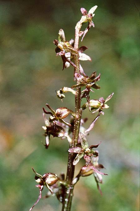 Listera cordata \ Kleines Zweiblatt, GR  Rhodopi, Kria Vrisi 17.6.1992 (Photo: Jan & Liesbeth Essink)