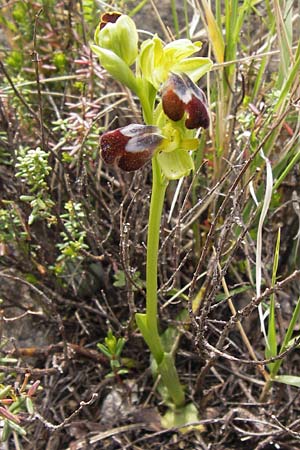 Ophrys bilunulata subsp. punctulata \ Gepunktete Ragwurz / Punctate Ophrys, GR  Peloponnes, Kremasti 31.3.2013 