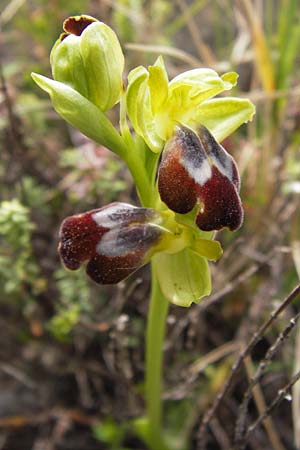 Ophrys bilunulata subsp. punctulata \ Gepunktete Ragwurz / Punctate Ophrys, GR  Peloponnes, Kremasti 31.3.2013 