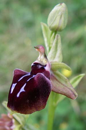 Ophrys leucophthalma \ Weißaugen-Ragwurz / White-Eyed Bee Orchid, GR  Dodoni 14.5.2008 