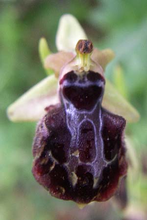 Ophrys leucophthalma \ Weißaugen-Ragwurz / White-Eyed Bee Orchid, GR  Dodoni 14.5.2008 