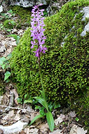 [click] Orchis mascula subsp. pinetorum, GR   Zagoria, Vikos - Schlucht / Gorge 15.5.2008 