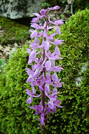 Orchis mascula subsp. pinetorum \ Kiefernwald-Knabenkraut / Pinewood Orchid, GR  Zagoria, Vikos - Schlucht / Gorge 15.5.2008 