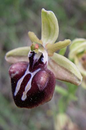 Ophrys leucophthalma \ Weißaugen-Ragwurz / White-Eyed Bee Orchid, GR  Peloponnes, Zarouchla Tal / Valley 19.5.2008 