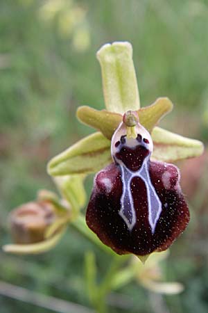 Ophrys leucophthalma \ Weißaugen-Ragwurz / White-Eyed Bee Orchid, GR  Peloponnes, Zarouchla Tal / Valley 19.5.2008 