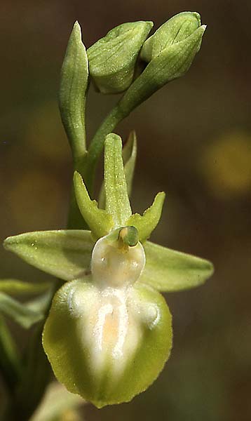 Ophrys mammosa farbvariante_color-variant \ Busen-Ragwurz / Bosom Orchid, GR  Larissa 19.4.2003 (Photo: Helmut Presser)